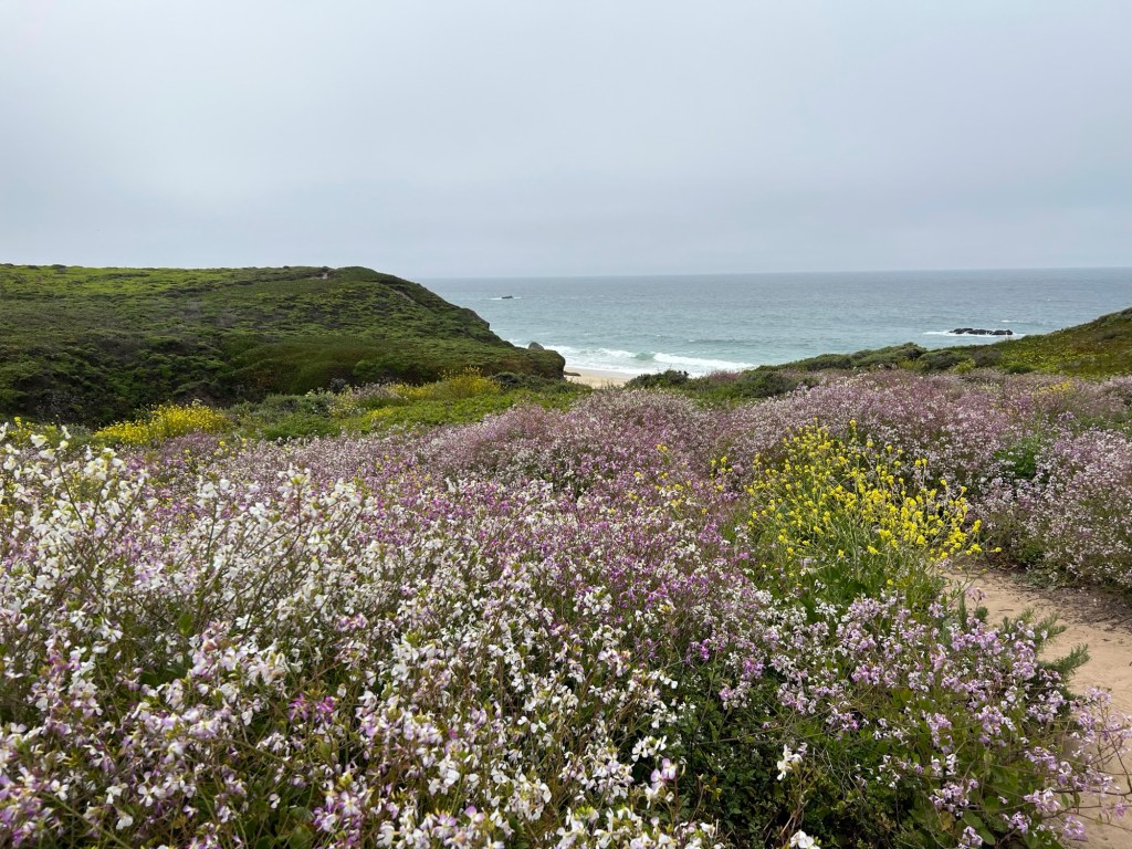 Small blossoms of many colors dot large shrubs in the foreground as a path winds towards the ocean in the distance. The sky is overcast, and the hills leading to the ocean are green.